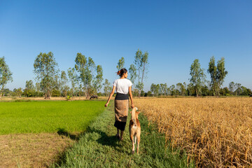 Woman and dogs walk in golden rice field