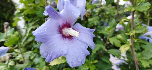 hibiskusblüte © Hubert