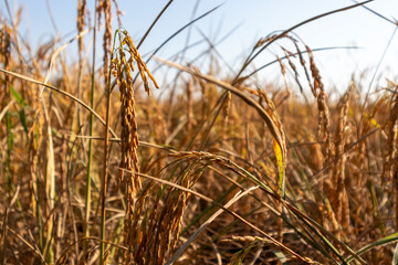 Fototapeta premium Golden rice in a wind