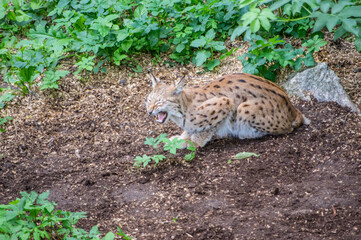 Lynx ouvrant la gueule