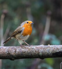 Obraz premium European Robin Perched on a Branch