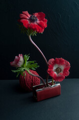 Still life on black background with wallet red anemones, red objects and pine branches symbolizing...