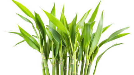 Obraz premium A cluster of vibrant green bamboo shoots, symbolizing growth and resilience.