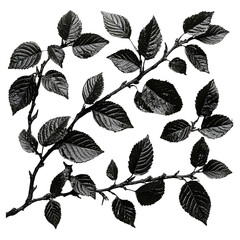 Black White Monochrome Leaves Branches Nature Photography