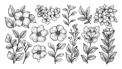 Hand Drawn Floral Elements Botanical Line Art Flowers Leaves Nature Sketches Wedding Design