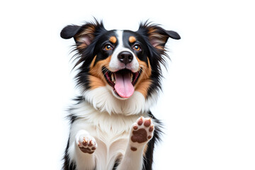 Fototapeta premium Happy Border Collie mix dog white background fur pattern