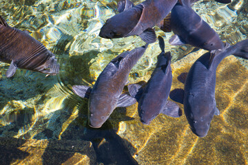 透明な水の中を泳ぐ黒い鯉