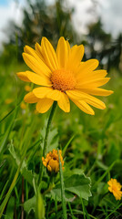 Obraz premium Yellow flower is in a field of green grass.