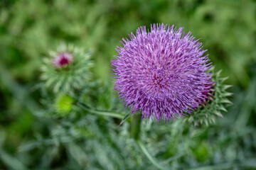 Close-up of a lilac-colored thistle flower