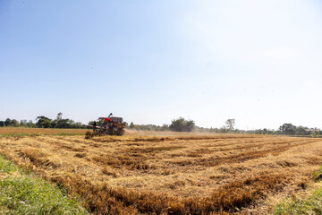 Fototapeta premium Harvest machine in golden Rice field 