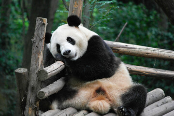 giant panda eating bamboo