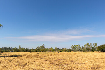 Obraz premium Golden rice field