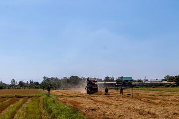 Fototapeta premium Harvest machine in golden Rice field 