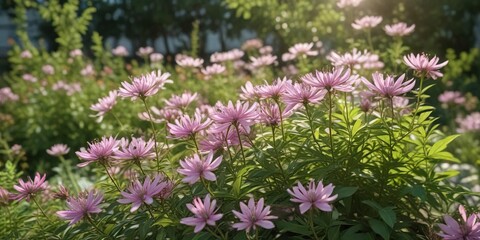 Obraz premium Cleome rutidosperma flowers in a sunny garden bed, garden, nature