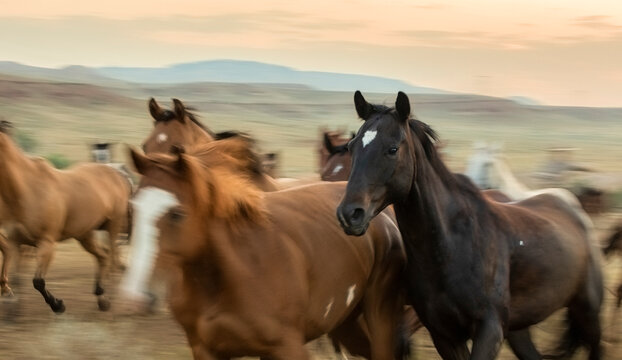 American Quarter Horse ranch in Montana ,Jingling the cavvy/herd at dawn