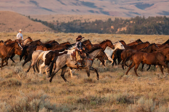 American Quarter Horse ranch in Montana ,Jingling the cavvy/herd at dawn
