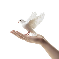 Fototapeta premium Hand holding white dove symbolizing peace isolated on transparent background