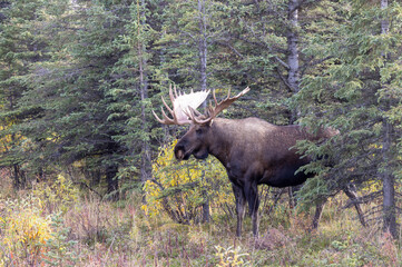 Alaska Yukon Bull Moose in Autumn in Denali National Park Alaska