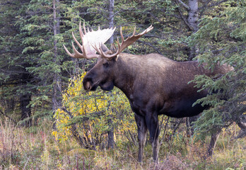 Alaska Yukon Bull Moose in Autumn in Denali National Park Alaska