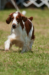 Welsh Springer Spaniel walking towards camera with front leg raised