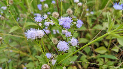 Macro and close up photos of the Bandotan plant or Ageratum Conyzoides. Selective focus