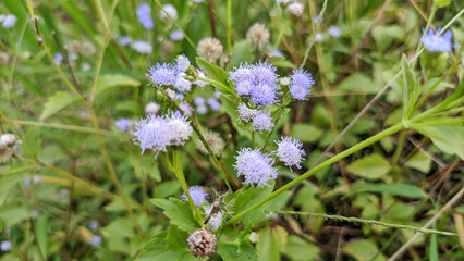 Macro and close up photos of the Bandotan plant or Ageratum Conyzoides. Selective focus
