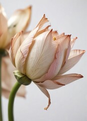 Macro shot of withered lotus blossom on white backdrop, fragile, wilted, piece, dried, detail
