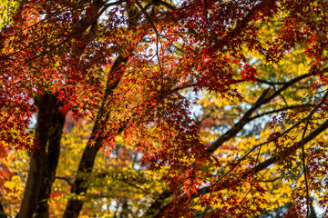 奇麗な紅葉