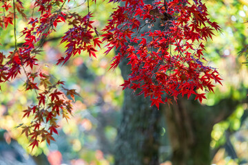 奇麗な紅葉