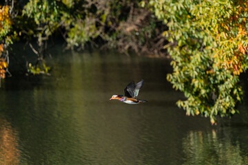奇麗なオシドリの飛翔
