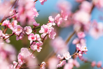 Beautiful Pink Peach Blossoms in a Garden..