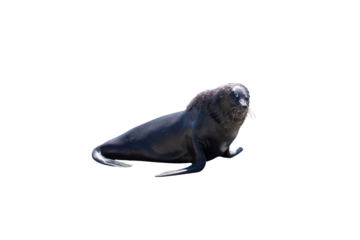 Brown fur seal or african cape seal isolated on white, transparent