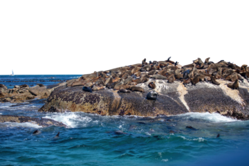Seal island, Cape town South Africa. brown fur seals colony on Duiker Island, isolated on white transparent sky