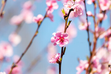 Beautiful Pink Peach Blossoms in a Garden..
