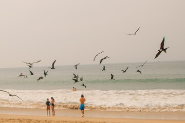 Great frigate bird minor flying in formation, ecuador, south america - may 2 2024