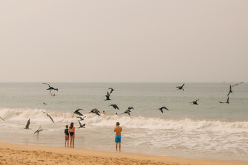 Great frigate bird minor flying in formation, ecuador, south america - may 2 2024