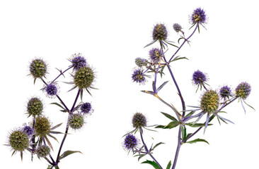 Eryngium (sea holly) isolated on white