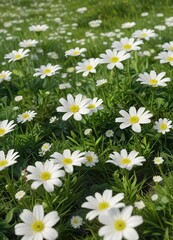 Fototapeta premium A tranquil meadow adorned with clusters of white margaritas nestled within the contours of a gentle green hill , wildflowers, meadow,