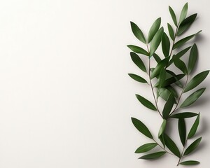 Fototapeta premium Minimalist savethedate card featuring a delicate olive branch illustration, creating a chic and modern aesthetic