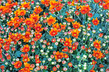 background of small orange chrysanthemums. Autumn and All Saints' Day Halloween