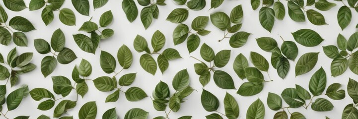 Coffee leaves arranged in a pattern on a white surface, coffee plant, coffee leaves