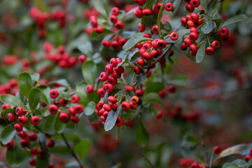 Autumn Concept, Red Winter Berries in the Park