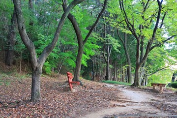 산책로 - 숲속길