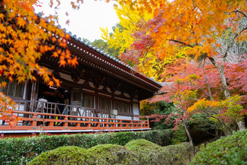 Obraz premium 京都の醍醐寺の紅葉