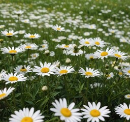 Field of white daisies with a few scattered blackthorns in the background , wildflowers, countryside, floral arrangement