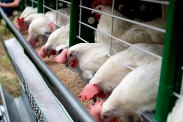 Chickens feeding in a poultry farm enclosure.