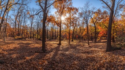 Obraz premium Autumn forest, sunlit leaves, golden canopy.