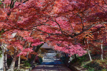 秋の紅葉に包まれた日本の寺院
Japanese Temple Surrounded by Autumn Foliage