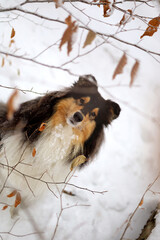 Majestic rough collie dog posing in the snowy forest