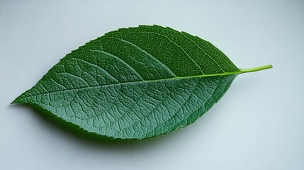Obraz premium Fresh green leaf on a clean white background showcasing intricate textures and natural beauty for botanical or design use